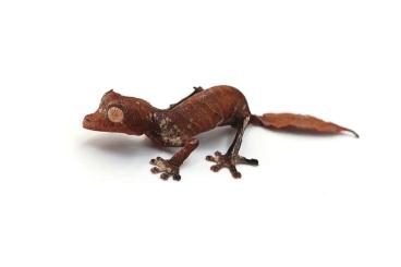 Geckos kaufen und verkaufen Foto: Uroplatus app: fimbriatus, henkeli, fiera, sikorae