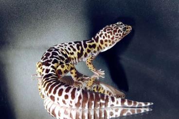 Geckos kaufen und verkaufen Photo: Eublepharis fuscus, angramainyu, hardwickii