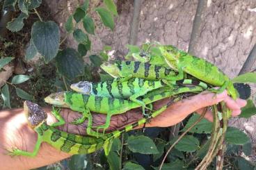 other lizards kaufen und verkaufen Photo: Looking for Polychrus peruvianus for Hamm 