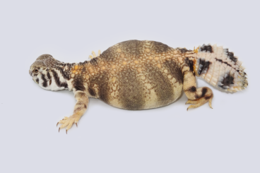 Agamen kaufen und verkaufen Foto: Looking for Uromastyx thomasi for Hamm (14.09.2024)