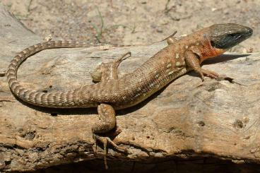 Echsen  kaufen und verkaufen Foto: Looking for Timon kurdistanicus, Timon tangitanus and Timon pater