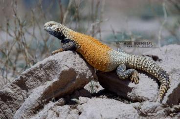 Other Agama kaufen und verkaufen Photo: Looking for Saara loricata s for Hamm 