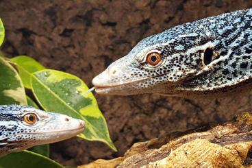 Monitor lizards kaufen und verkaufen Photo: Looking for Varanus species for Hamm 