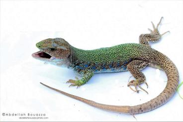 Lizards kaufen und verkaufen Photo: Looking for Timon princeps and Timon tangetanus