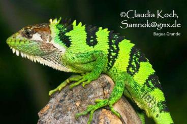 other lizards kaufen und verkaufen Photo: Looking for Polychrus peruvianus for Hamm 