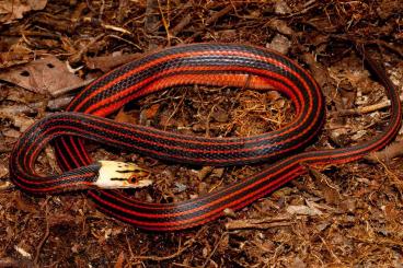 Colubrids kaufen und verkaufen Photo: Looking for Eryx, Gonyosoma, Philodryas and Bothrophthalmus sp