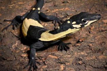 Monitor lizards kaufen und verkaufen Photo: Looking for Varanus varius( bel morph) 