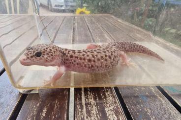 Geckos kaufen und verkaufen Foto: Gecko in gute Hände abzugeben