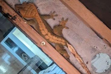 Geckos kaufen und verkaufen Foto: 4 Kronengeckos zu verkaufen !!Dringend!!