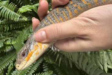 Echsen  kaufen und verkaufen Foto: Eumeces algeriensis - algerian skink