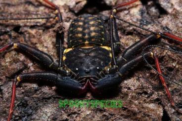 Spiders and Scorpions kaufen und verkaufen Photo: Scorpions and amblypygs Hamm 14.12