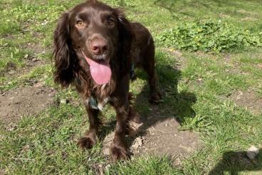 Echsen  kaufen und verkaufen Foto: Lacerta agilis Geruchsproben/Häute gesucht für Artenschutzspürhund