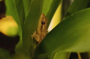 Geckos kaufen und verkaufen Photo: Jungferngeckos Nachzuchten 