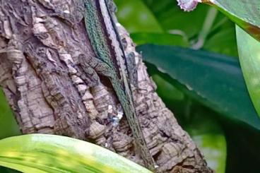 Lizards kaufen und verkaufen Photo: Anolis Marmoratus trois rivers 