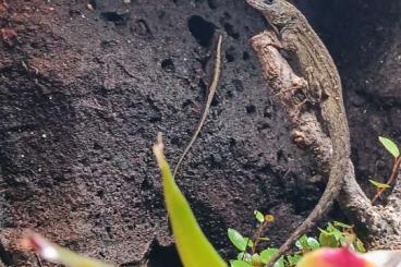 Echsen  kaufen und verkaufen Foto: Anolis sagrei 1,0 Bahama-Anolis