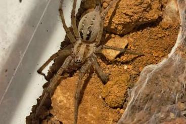 echte Webspinnen kaufen und verkaufen Foto: Agelena labyrinthica slings 