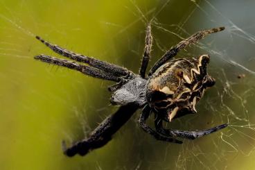 other spiders kaufen und verkaufen Photo: Cyrtophora citricola (Opuntienspinne) slings