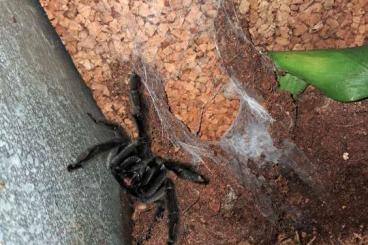 Vogelspinnen kaufen und verkaufen Foto: Psalmopoeus irminia männchen adult 