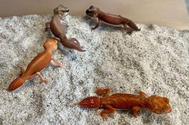 Geckos kaufen und verkaufen Foto: Nephrurus yearlings and 1.0 from -24 Geckos kaufen und verkaufen Foto: Nephrurus yearlings and 1.0 from -24