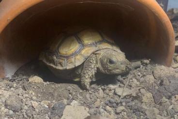 Tortoises kaufen und verkaufen Photo: Kinixys Belliana Gelenkschildkröte