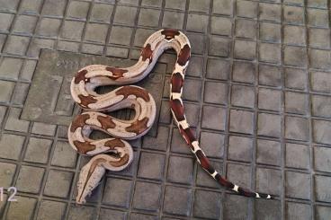 Boas kaufen und verkaufen Foto: Boa constrictor Guyana  09/2024