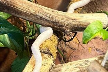 Snakes kaufen und verkaufen Photo: Königsnattern und Kornatter in gute Hände abzugeben 