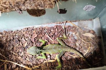 Agama kaufen und verkaufen Photo: Wasseragame zu verschenken