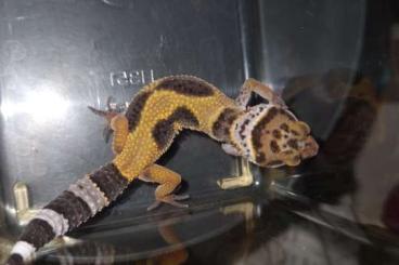 Geckos kaufen und verkaufen Foto: Leopardgeckos aus Hobbyzucht abzugeben