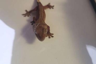 Geckos kaufen und verkaufen Foto: Neukaledonischer Kronengecko