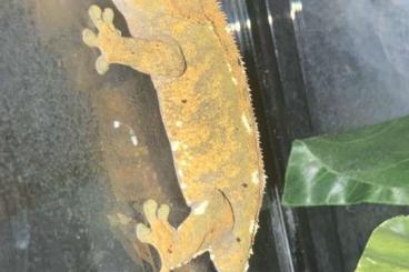 Geckos kaufen und verkaufen Photo: Kronengecko Zuchtpaar abzugeben inkl. Terrarium und Zubehör Geckos kaufen und verkaufen Photo: Kronengecko Zuchtpaar abzugeben inkl. Terrarium und Zubehör
