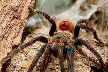 Vogelspinnen kaufen und verkaufen Foto: 3 Jahre altes Chromatopelma cyaneopubescens Weibchen mit Terrarium