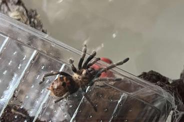 - bird spiders kaufen und verkaufen Photo: Chromatopelma cyaneopubescens (Cyanblaue Venezuela-Vogelspinne)