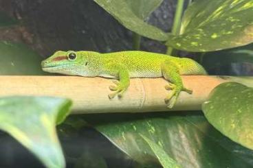 Enclosures kaufen und verkaufen Photo: Terrarium mit Zubehör und Madagascar Taggecko 