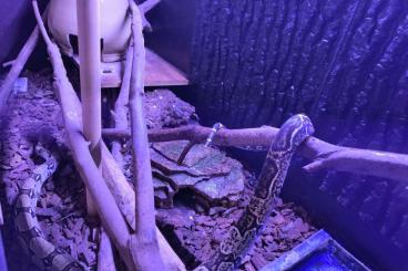 Snakes kaufen und verkaufen Photo: 3 Boa's mit oder ohne Terrarium auch einzeln