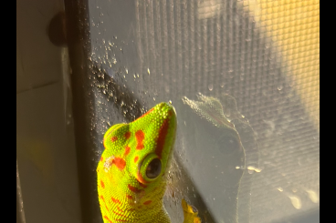 Geckos kaufen und verkaufen Photo: Phelsuma Grandis (Großer Madagaskar Taggecko)