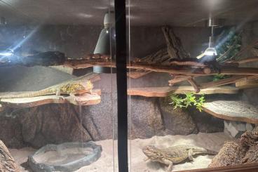 Bearded dragons kaufen und verkaufen Photo: Luke Und Lea Suchen ein neues zu Hause