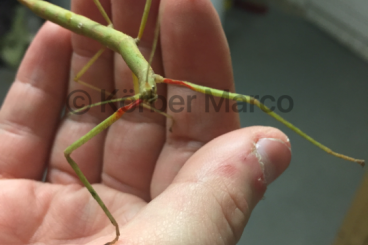 Insekten kaufen und verkaufen Foto: Indische Stabschrecken (carausius morosus)