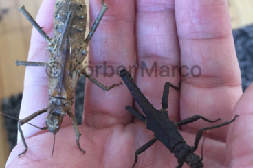 Insects kaufen und verkaufen Photo: Seltene Zwerg Gespenstschrecken Art tisamenus serratorius 