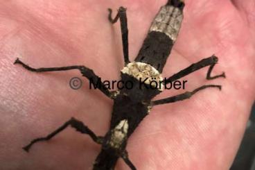 Insekten kaufen und verkaufen Foto: Philippinische Gespenstschrecke banded sungaya inexpectata