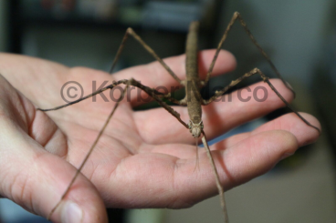 Insekten kaufen und verkaufen Foto: Annam Stabschrecken (Medauroidea extradentata