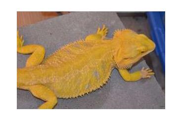 Bearded dragons kaufen und verkaufen Photo:  Suche gelbe Bartagame Citrus,Hypo Citrus,Citrus Blue Tiger usw