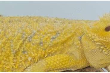 Bearded dragons kaufen und verkaufen Photo:  Suche intensiv gelbe Farb-Bartagamen z:B. Citrus,Citrus Hypo Leatherb