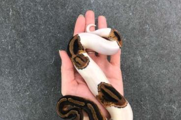 Ball Pythons kaufen und verkaufen Photo: 1.0 Piebald het Clown 2023