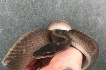 Königspythons kaufen und verkaufen Foto: 1.0 Enchi Blackhead GHI Mojave 2021