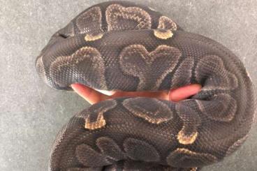 Ball Pythons kaufen und verkaufen Photo: 0.1 Special GHI het Piebald 2019