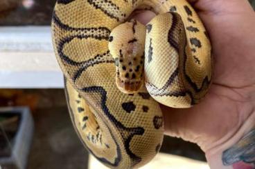 Königspythons kaufen und verkaufen Foto: 0.1 Pastel Clown het Piebald 2023