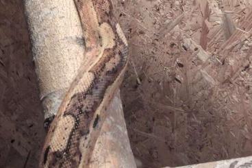 Boas kaufen und verkaufen Photo: Boa constrictor imperator 