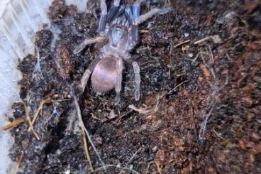 Spiders and Scorpions kaufen und verkaufen Photo: Haploclastus devamatha -LSD Earth Tiger slings