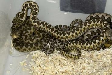 Venomous snakes kaufen und verkaufen Photo: VENOMOUS snakes aspidelaps- ammodytes- n.pallida- t.albolabris Venomous snakes kaufen und verkaufen Photo: VENOMOUS snakes aspidelaps- ammodytes- n.pallida- t.albolabris