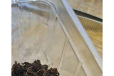 - bird spiders kaufen und verkaufen Photo: Vogelspinnen Slings auch Tausch 